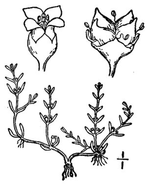 Crassula aquatica.tif.jpg