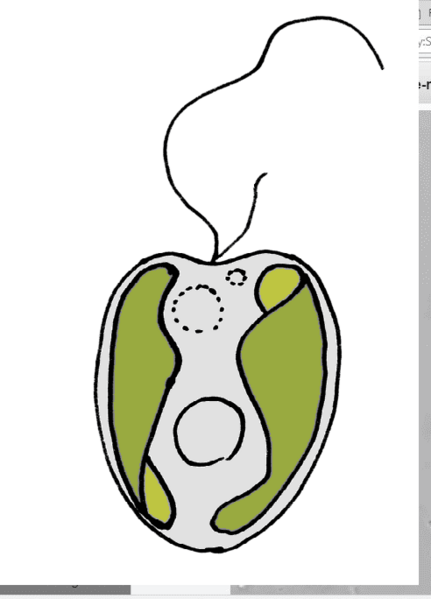 ملف:Ochromonas.png