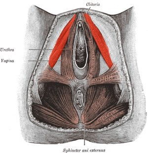 Ischiocavernosus-female.png