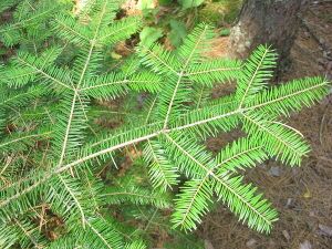 Abies balsamea 2 (5097476331).jpg