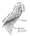 Right nasal bone. Inner surface.