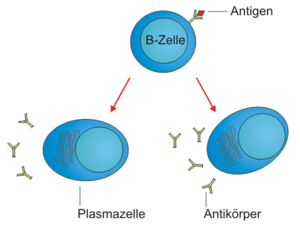 B-Zelle-Plasmazellen.png