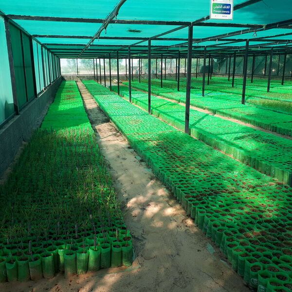 ملف:Buraida desertification 05.jpg