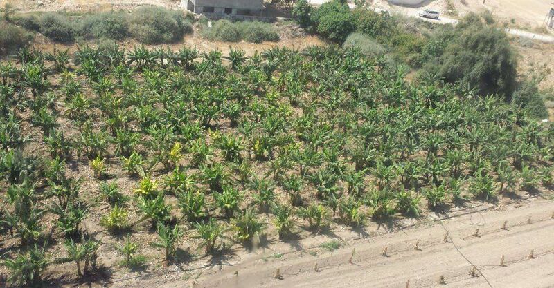 ملف:Jericho farms.jpg