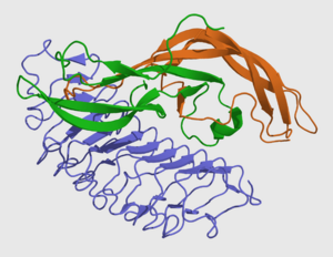 FSHA+B+receptor 1XWD.png