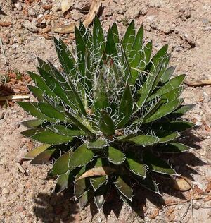 Agave schidigera Durango Delight.jpg