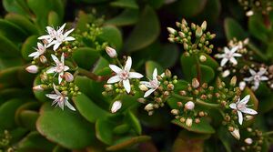 Jade plant flowers.jpg