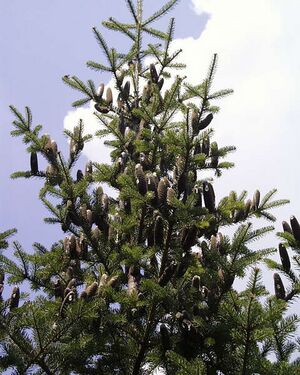 Abies balsamea.jpg