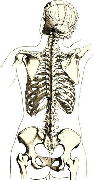 Skeleton woman back.jpg