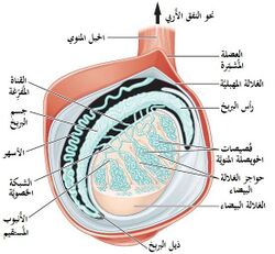 خصية