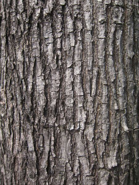 ملف:Bark of Pterocarpus indicus.jpg