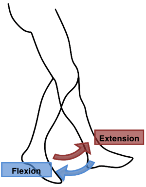 Flexion Extension Leg.png