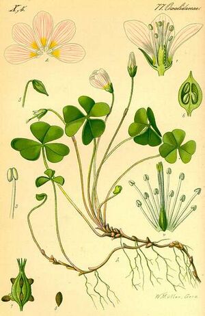 Oxalis acetosella 1885 crop.jpg