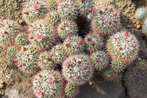 Mammillaria tolimensis pm.jpg