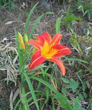 Hemerocallis longituba.jpg