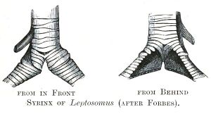 Leptosomus syrinx.jpg