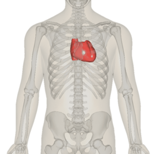 Heart near.png